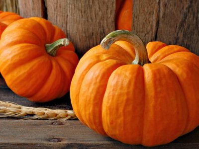 Необычные свойства обычной тыквы: вся правда о популярном осеннем продукте