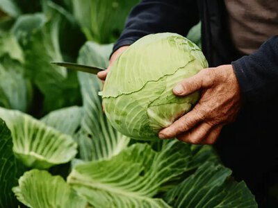 Как сохранить капусту свежей до весны: этот способ действительно работает – вы будете довольны