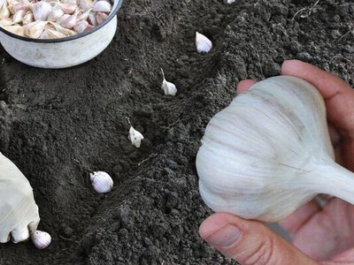 Озимый чеснок будет размером с кулак: семь простых секретов выращивания