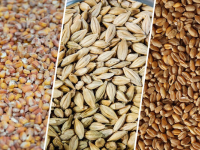 В Украине аграрии уже собрали почти 51 миллион тонн зерна – обмолочено 88% площадей