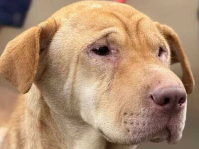 Месяц без еды, людей и возможности на спасение: Волонтеры спасли шарпея из разрушенного дома в Алексеево-Дружковке