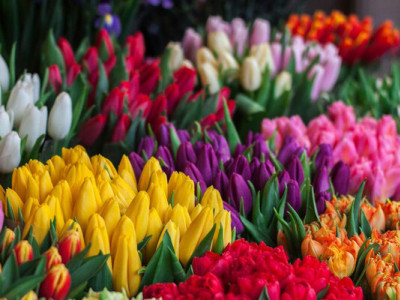 Если луковицы до сих пор лежат в шкафу: можно ли высаживать тюльпаны в декабре