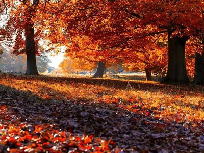 Нынешняя осень в Киеве стала одной из самых теплых в истории