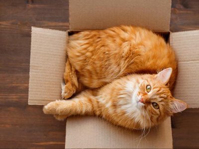 Германию поразил странный инцидент с кошкой