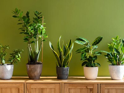 Растения сохнут зимой? Вот три признака нехватки влажности в доме