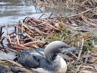 На Одесчине спасли редкую птицу, которую подстерегала опасность (видео)