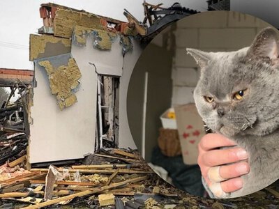 Провела 9 дней под завалами: в разрушенном Шахедом доме семья нашла живой свою кошку