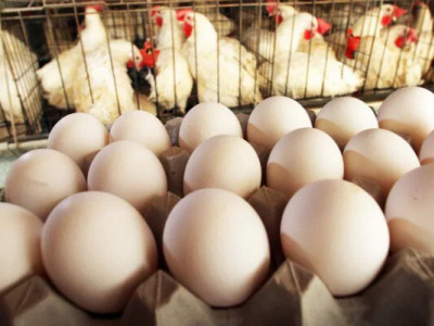 Причиной дефицита яйц в Грузии стал птичий грипп - СМИ