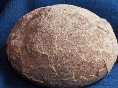 Палеонтологи нашли яйца динозавров с кристаллами внутри – как это вообще возможно