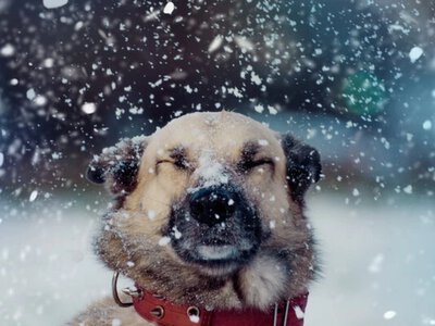 Морозы или потепление: синоптики сделали первые прогнозы на январь