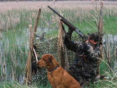 Охота‑2026: какие лимиты на добычу дичи утвердили для охотников в Украине