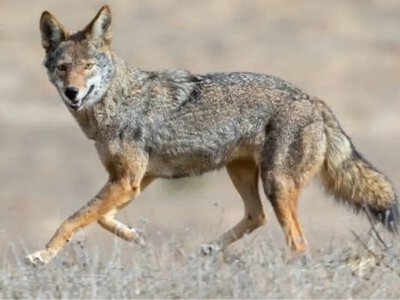 «Чрезмерная жестокость»: волонтеры об отстреле шакалов в Бессарабии