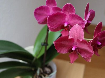 Почему орхидеи погибают даже при хорошем уходе: эксперты назвали главную ошибку