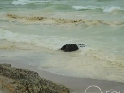 Загрязнение побережья Одессы подсолнечным маслом: эколог рассказал о скрытых последствиях