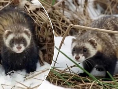 Краснокнижного хищника впервые за долгое время заметили в заказнике в Одесской области