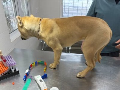 Травмы органов и «аномальная покорность»: в Одессе обследовали собак, изъятых из семьи после резонансного видео