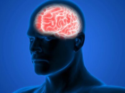 Ученые впервые составили карту полной активности мозга во время принятия решений