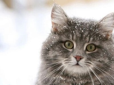 В Украину возвращаются лютые морозы: какой будет погода в последний день января