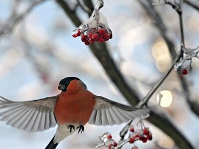 Погода в феврале удивит. Синоптик объяснил, чего ждать в Украине 