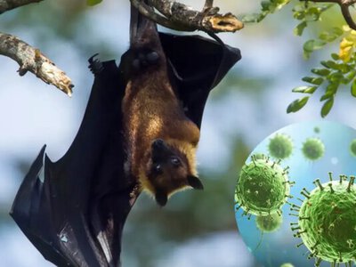 В Индии зафиксировали вспышку смертельного вируса Нипа