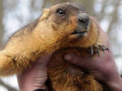 День Сурка: знаменитый харьковский Тимка будет предсказывать весну онлайн