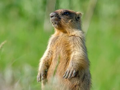 Весна настанет через шесть недель: бабак Тымко сделал символический прогноз