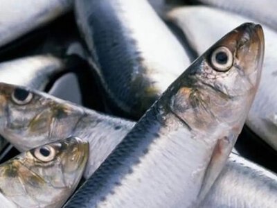 Сельдь и скумбрия на полках магазинов: откуда их везут и как не купить некачественную рыбу