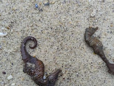 Что погубило морских коньков в Одессе: официальная и альтернативная версии