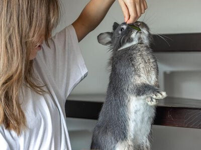 Купать или не купать: правда о грызунах и воде