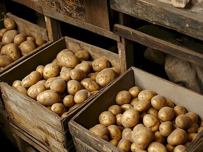 Картошка не будет прорастать и сморщиваться: главные секреты хранения