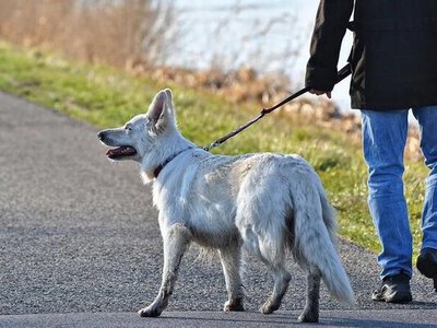 «Закон и порядок»: в Астане проходит разъяснительная работа для владельцев домашних животных