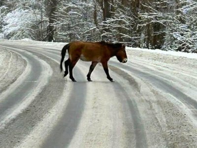 Возле Чернобыля зафиксировали редкую лошадь