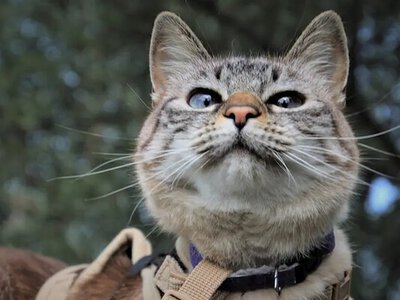 Коты на поводках во дворе: в Одессе открыли уголовное дело