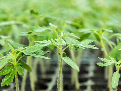 Урожай будет рекордным: лучшие дни для посева томатов в 2026 году