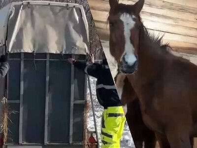 Напуганные животные просто били нас: щемящая история спасения лошадей из-под обстрелов на Харьковщине