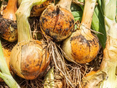 Как вырастить репчатый лук из семян за один сезон