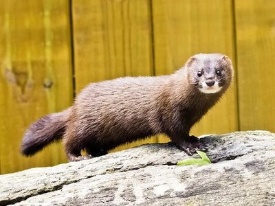 Редкий гость из Красной книги: в Одесской области нашли следы загадочного хищника