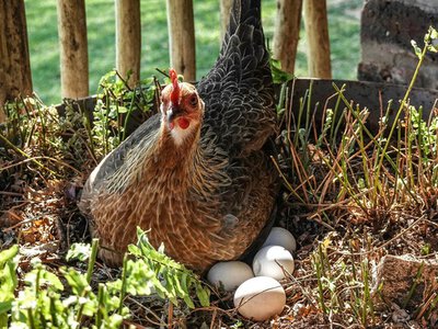 Чем кормить кур в марте: количество яиц в гнезде начнет поражать