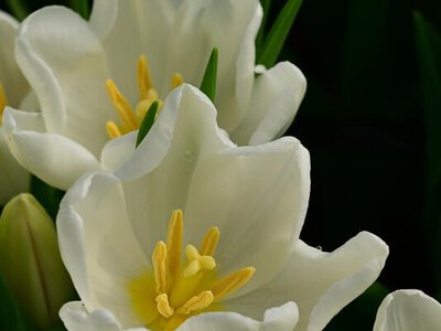 Праздничные концерты, выставки и велопробег: как в Жетісу хотят отметить 8 Марта