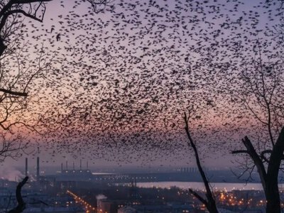 Черное небо над украинскими городами: почему тысячи птиц собираются в большие стаи