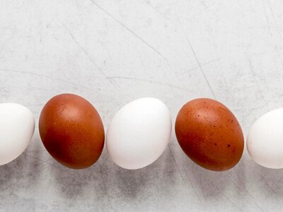 Какие яйца лучше покупать — белые или коричневые: правда, мало кто знает