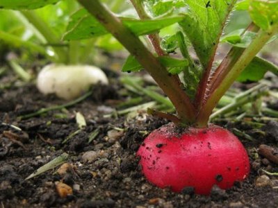 Когда сажать редис: советы огородников