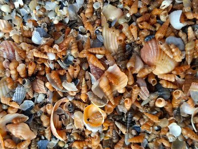 Крошечные захватчики с моря: шторм оставил необычный след на побережье Одесщины