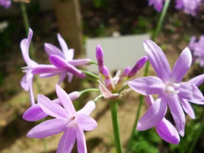 Красивое и полезное: какое растение посадить в саду, чтобы его обходили кроты