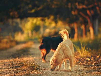 Крупнейшие породы собак в мире