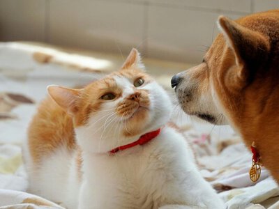 Перестаньте в это верить: топ-7 нелепых мифов о домашних любимцах