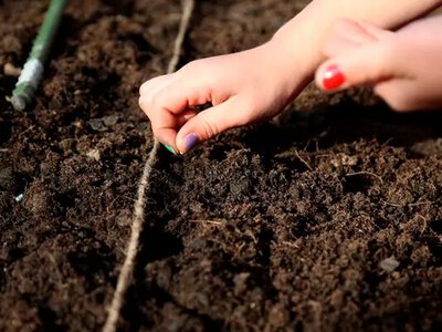 Какие три культуры нужно посадить первыми, чтобы собрать самый ранний урожай