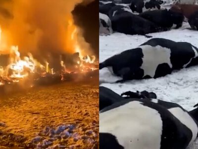 В России массово уничтожают скот