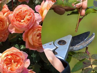 Чтобы розы пышно цвели летом, нужно сделать одну важную вещь в марте