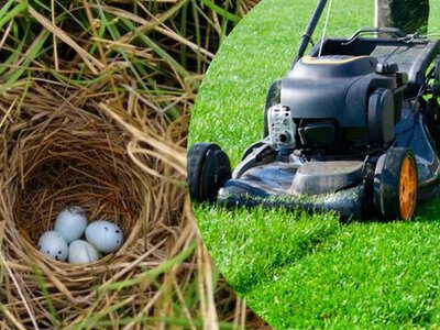 Садоводов призвали не косить траву весной: в чем причина